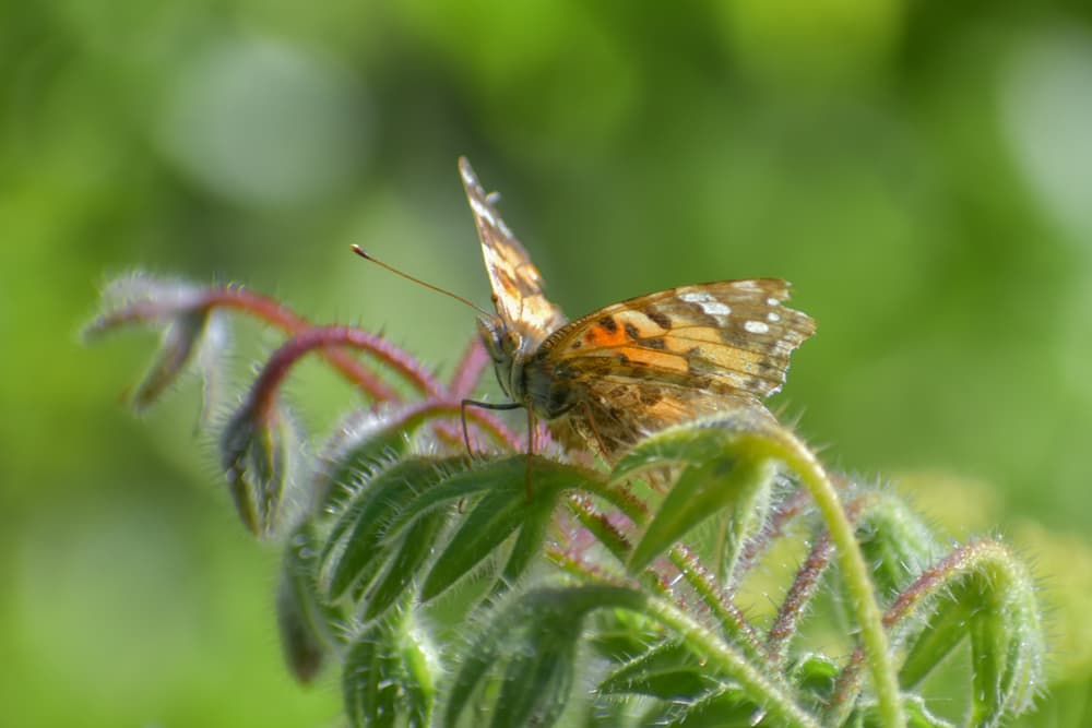 Painted Lady Butterfly sat on flower heads