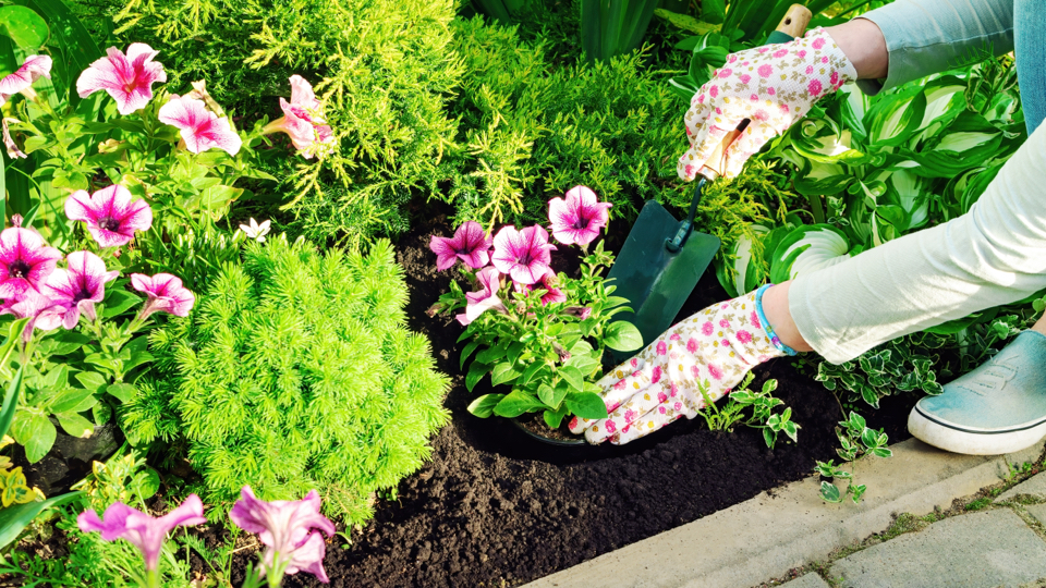 a gardener planting pink flowering Petunias into a flower bed next conifers and hostas