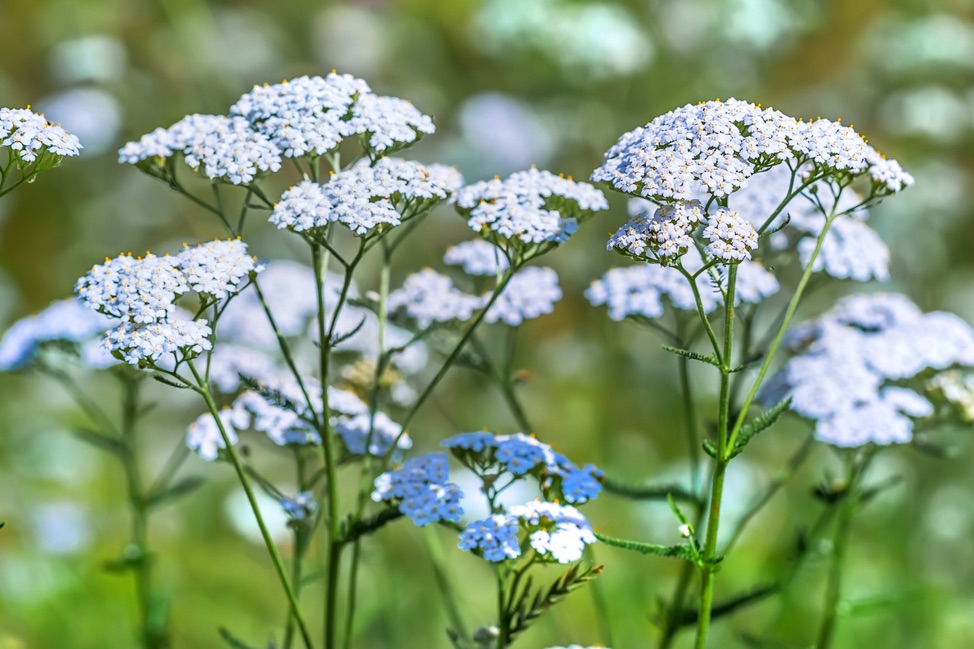 white flowering yarrow growing outside with a leafy green backdrop