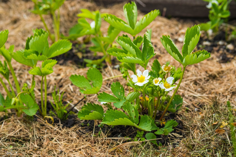 white flowering strawberry plant growing in the ground that has been mulched with dead grass to prevent weeds