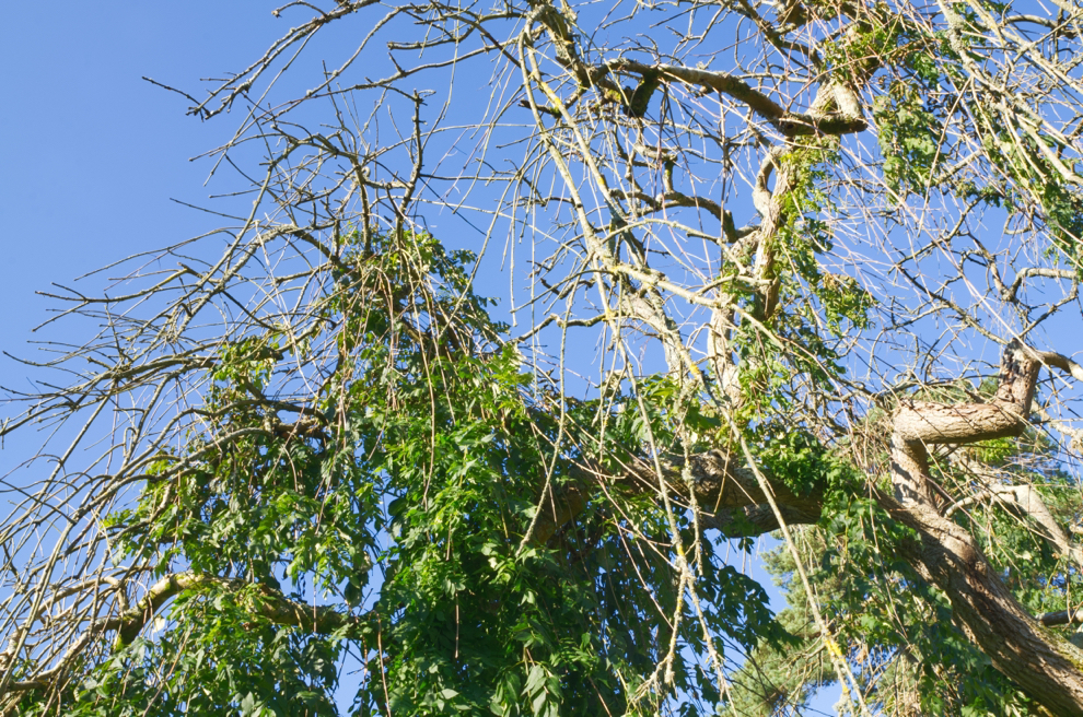 diseased, drooping branches of a tree with ash dieback with a blue sky in the backdrop