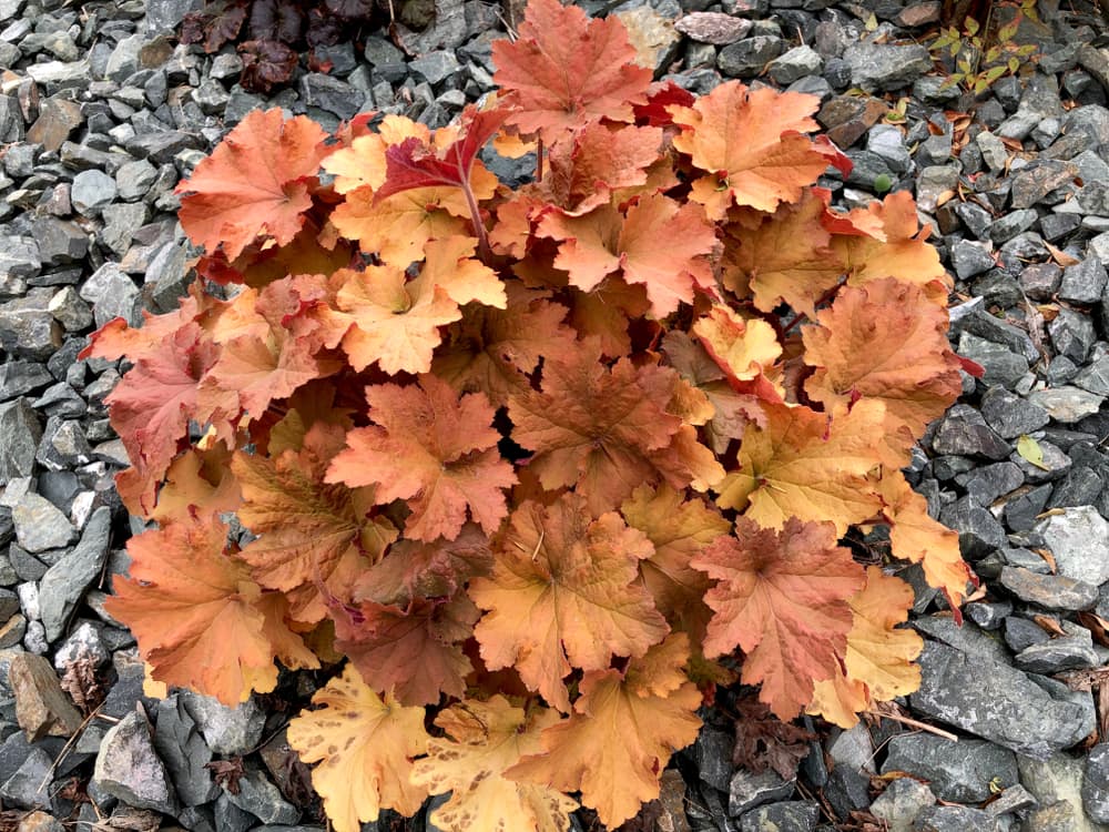 caramel heuchera in a fall garden with grey rocks in the background