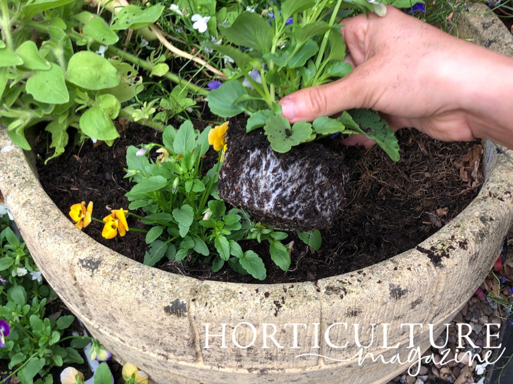 a pansy plant being held up to show the soil and its roots with a flower pot in the background