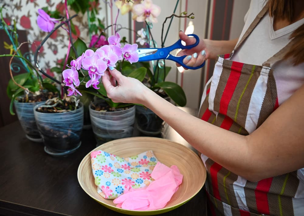 blue scissors being used to take cuttings from a pink flowering orchid