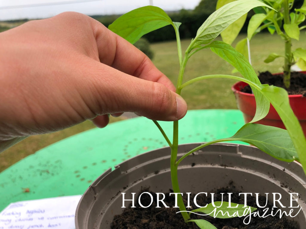hand holding the stem of a young chilli plant growing outside