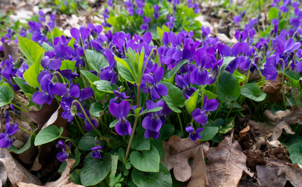a bed of purple violas growing outside surrounded by dead brown leaves and other foliage