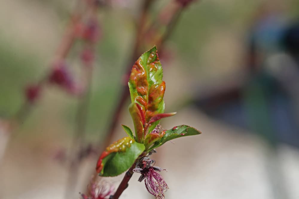 the fungus Taphrina deformans affecting the leaves of a plant