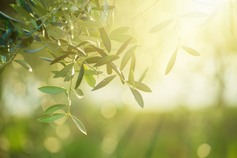 an olive branch in the sunlight
