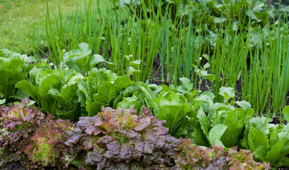 lettuce, onions, beet greens, spinach and broad beans being grown in rows