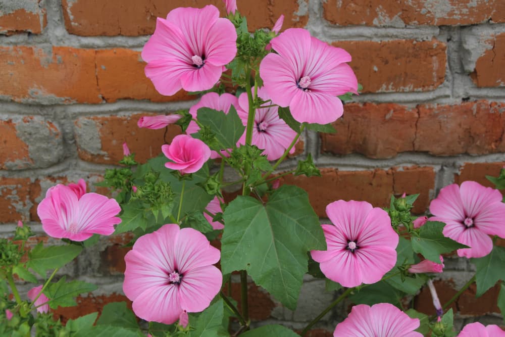 pink tree mallows growing against a brick wall