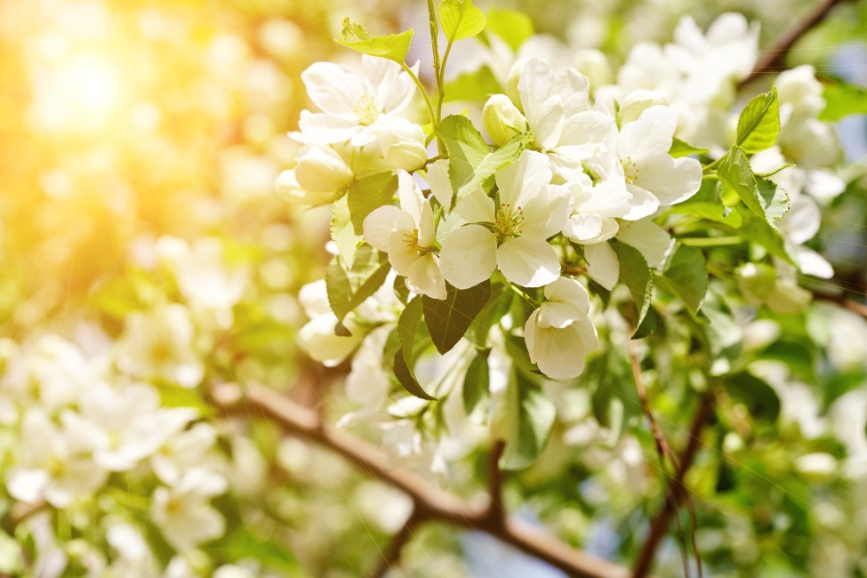 the white blossoms of a crab apple tree with the yellow hue of sunlight in the background