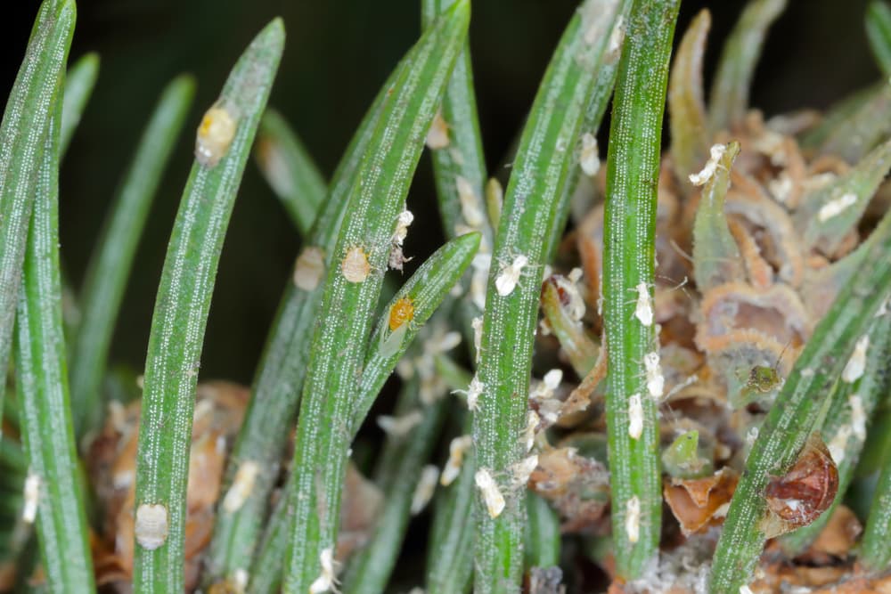 magnified view of gall aphids on a conifer