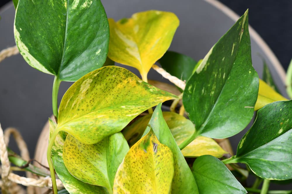yellowing pothos leaves with visible damage