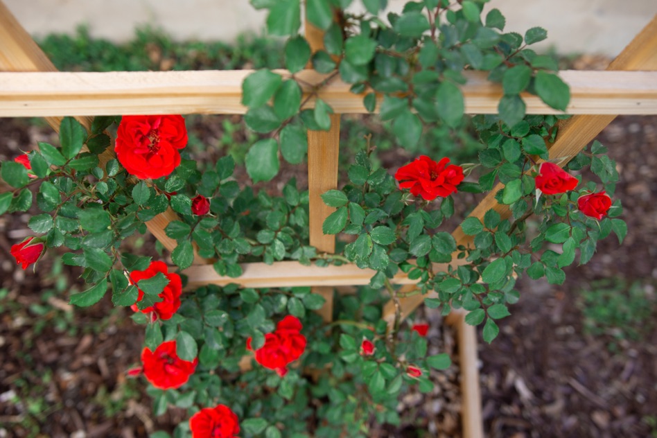 red roses that are growing on a wooden trellis structure with soil beneath it