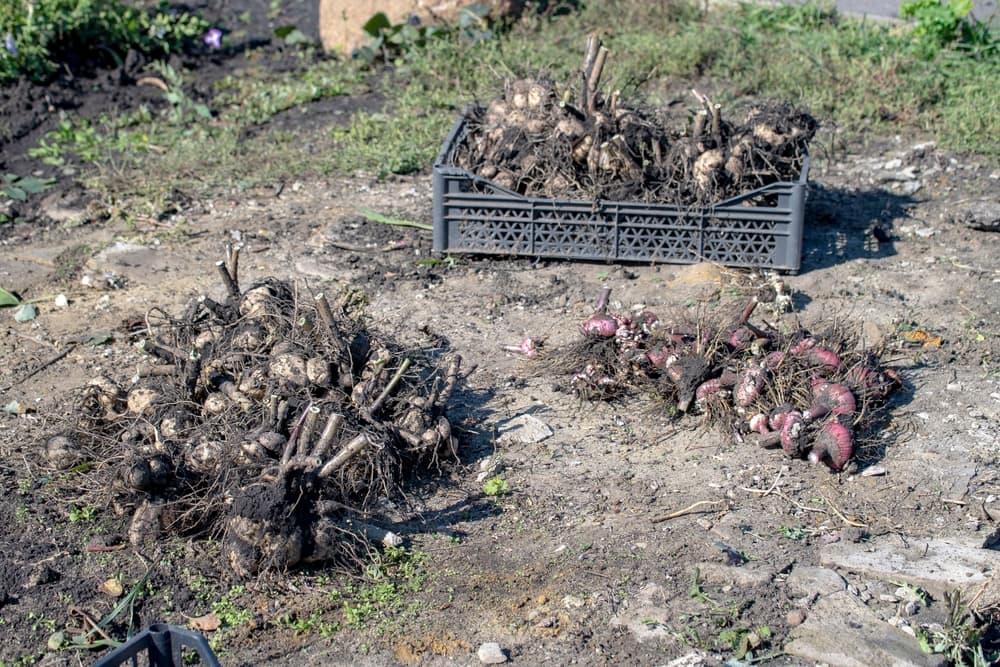 roots of gladiolus plants dug out of the ground and placed into a large grey plastic basket