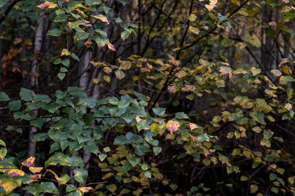 a birch tree with orange, brown and green foliage growing in a woodland area