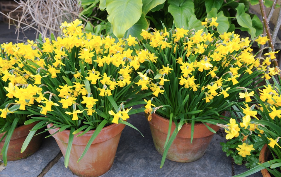 two pots containing yellow daffodils growing outside with other plants and shrubbery in the background