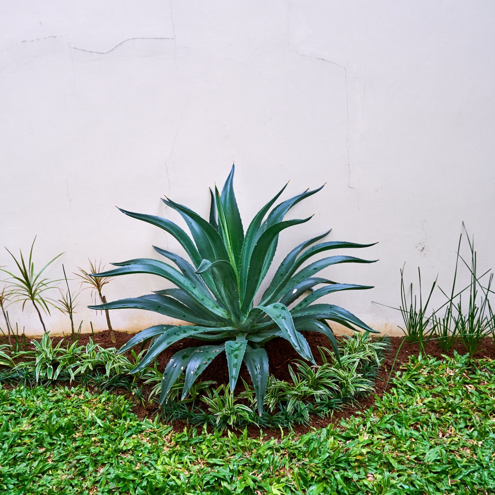 a huge agave plant growing in a garden bed with a white painted wall in the background
