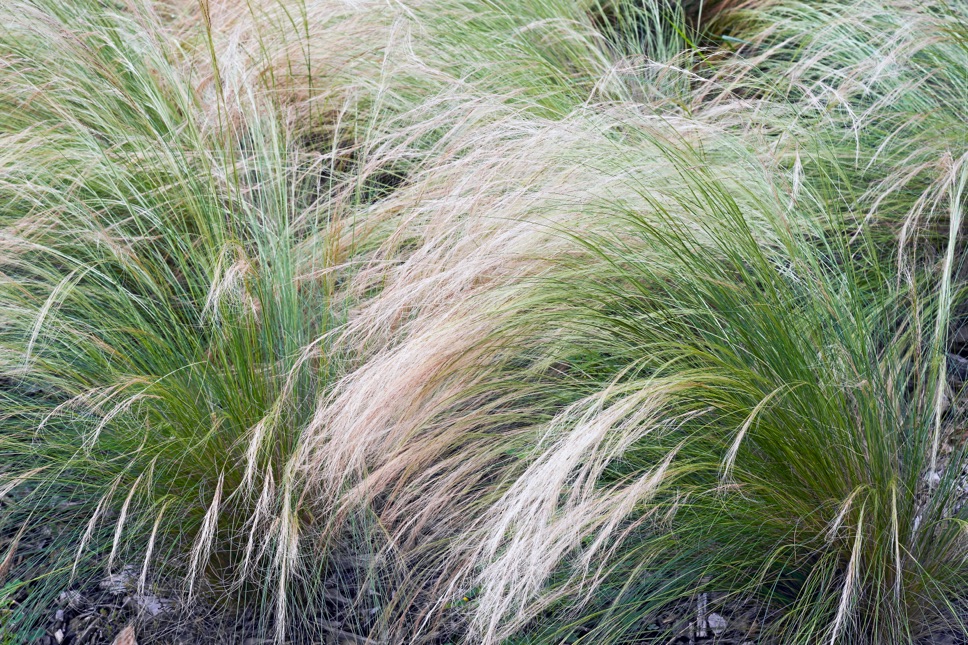 long Mexican feathergrass with light-brown ends growing outside