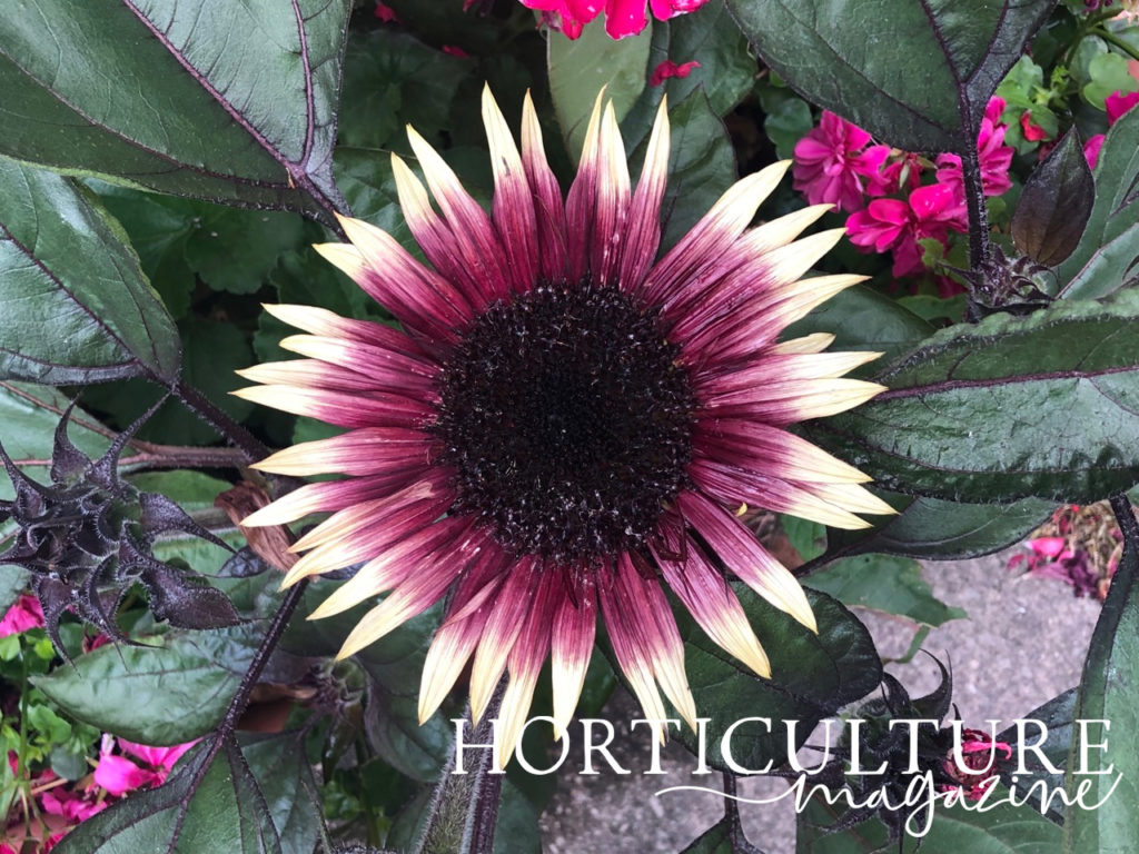 a big 'Ms Mars' sunflower head with red petals, white tips and a black centre growing amongst its own dark green leaves