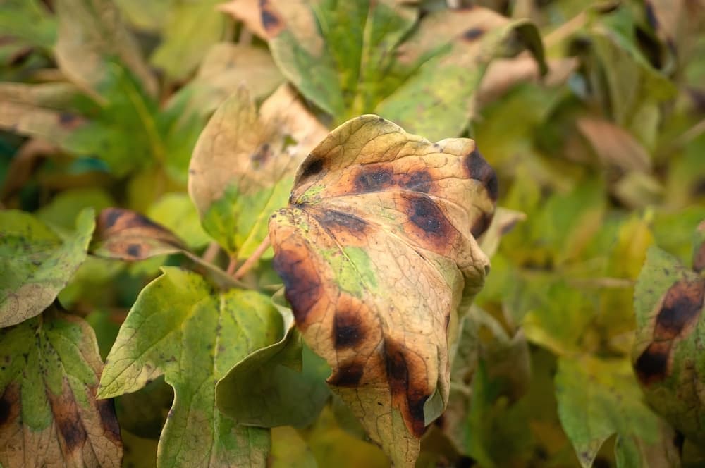 wilting leaves of a peony plant affected by fungal disease