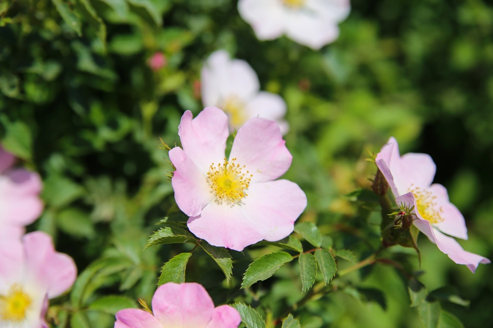 Rosa setigera with five pink petals and a yellow centre growing amongst its green foliage