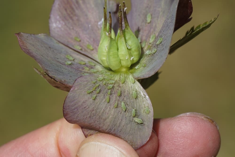 the flowerhead of a hellebore with an infestation of many green coloured aphids