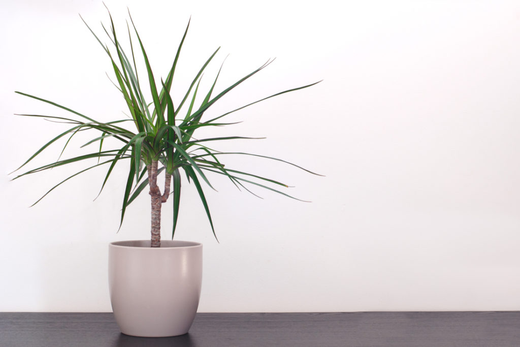 a potted dragon tree houseplant with long thin leaves growing on a laminated floor in front of a white wall