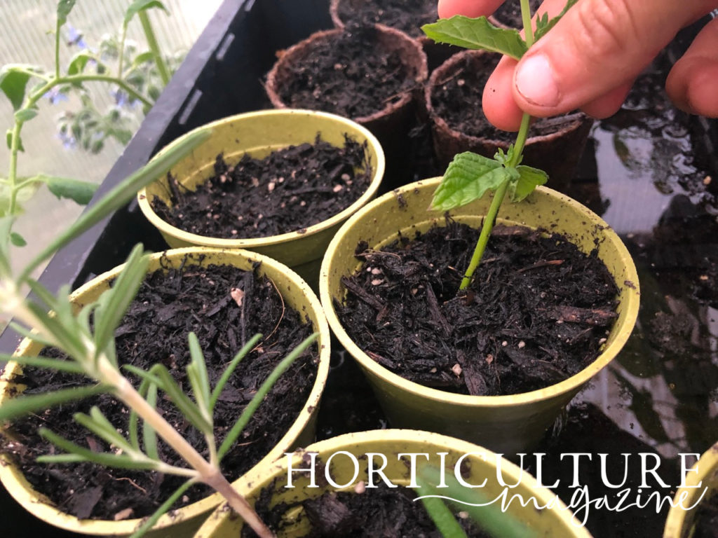 a hand holding a mint plant by the stem that has been repotted for propagation inside a greenhouse