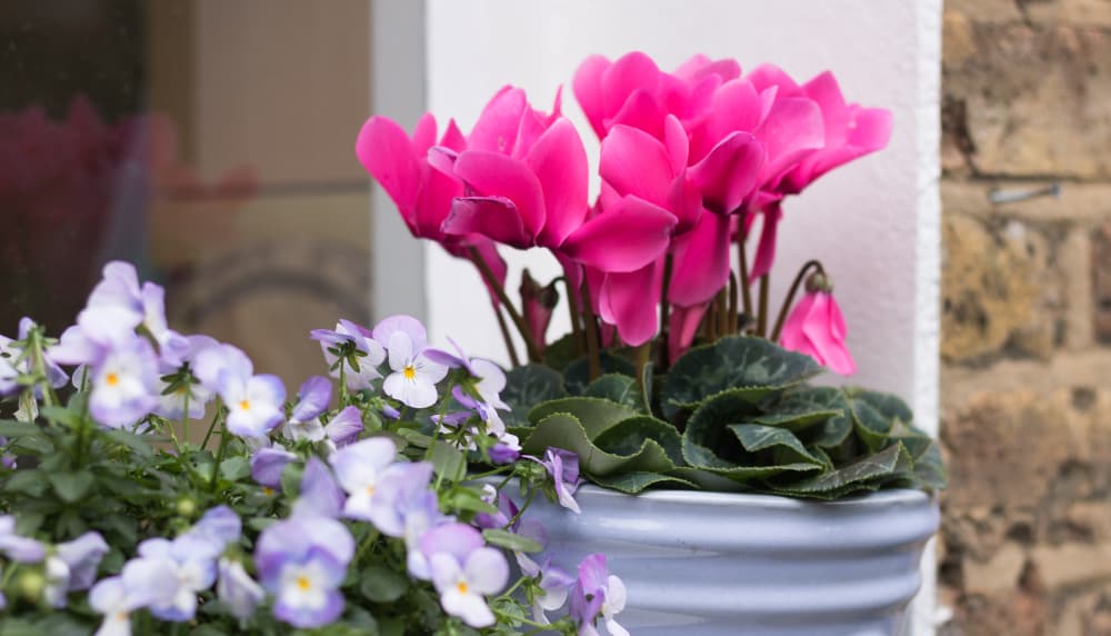 a potted Cyclamen plant with bright pink flowers growing next to white and lilac coloured pansies