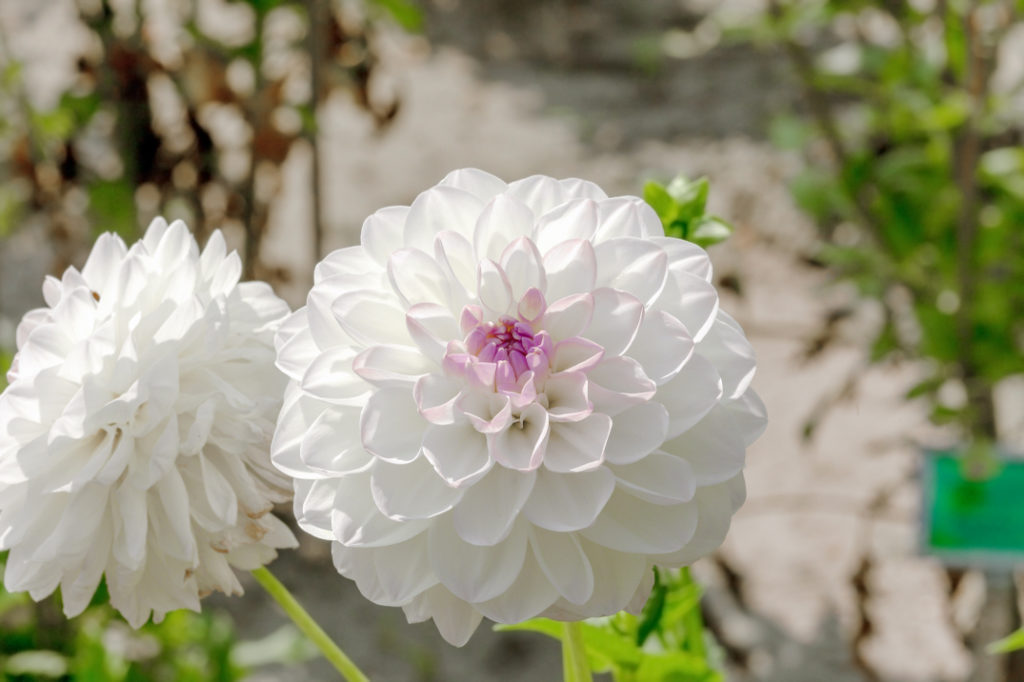 two white heads with pink centres of the dahlia boom boom white variety growing outdoors
