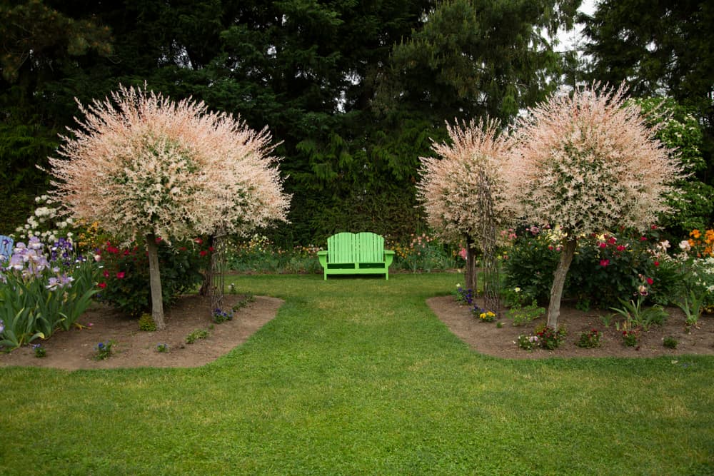 a large garden with mowed lawn and four Hakuro-Nishiki trees planted adjacent to one another