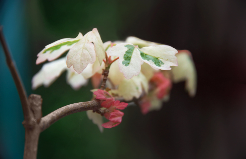 Acer campestre 'Carnival' plant with red and variegated leaves growing from its branch