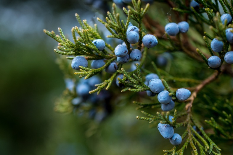small, round, blue juniper berries growing from its plant