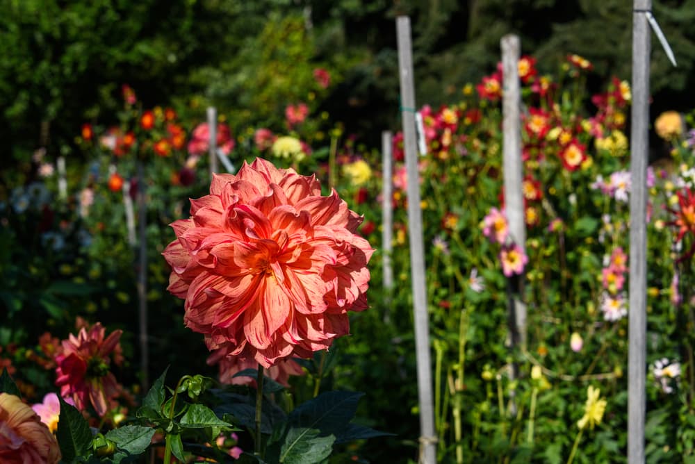 garden full of various dahlia plants in flower with tall stakes used for plant support