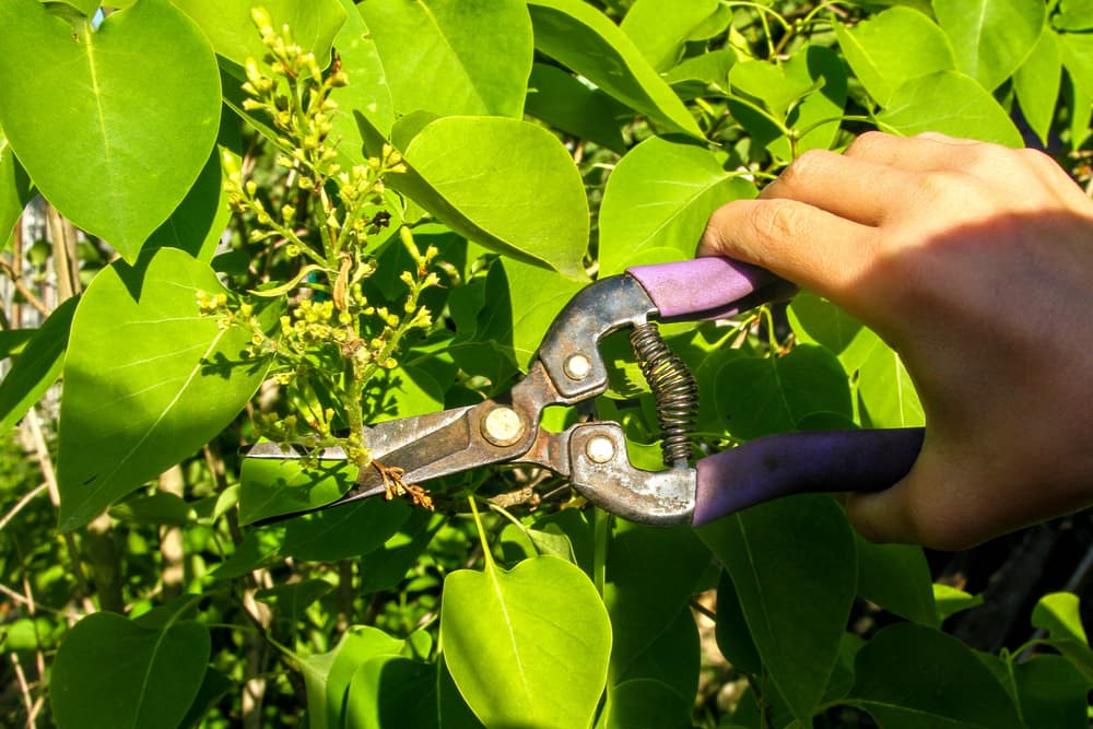 purple and black secateurs being used to cut spent blooms from a lilac shrub