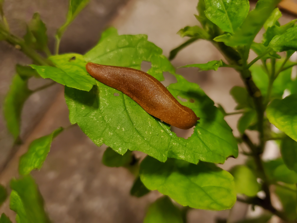 a slug on the leaf of a plant with several holes in it