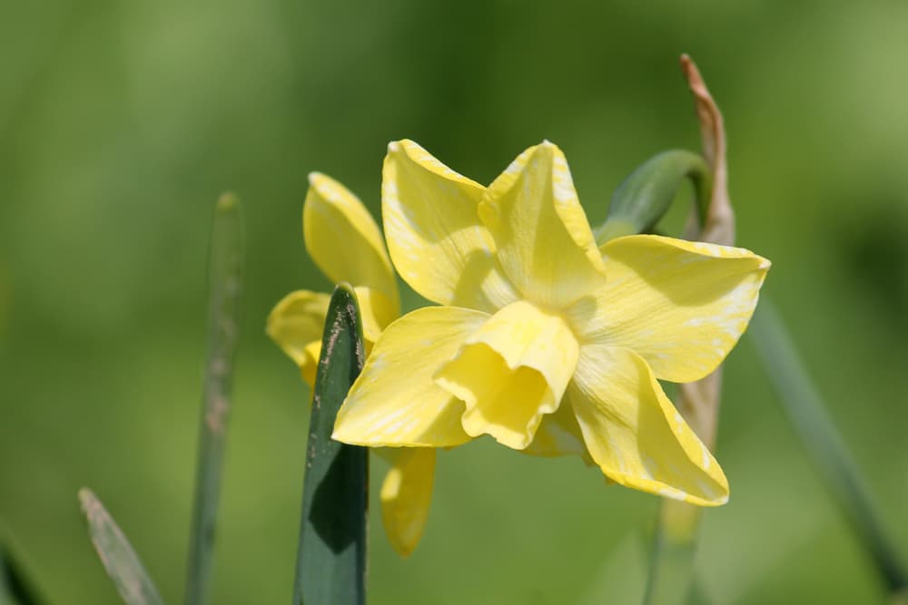 folding yellow flower of Daffodil ‘Hillstar’