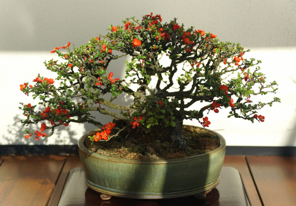 small, potted, red flowering quince bonsai tree growing indoors on a wooden surface