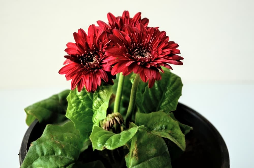 spent red blooms of Gerbera ready for deadheading