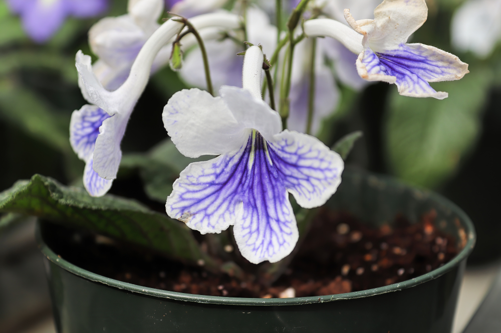 white and purple flowers of Cape Primrose in a black plastic pot