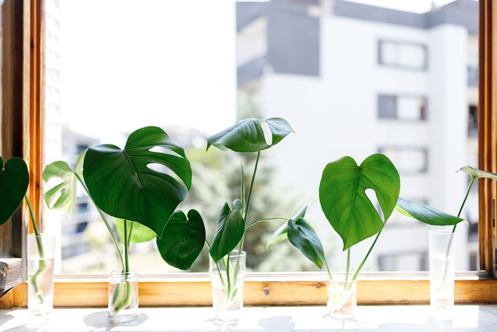 monstera cuttings placed in glass jars and shown in front of an apartment window with more apartments in the background