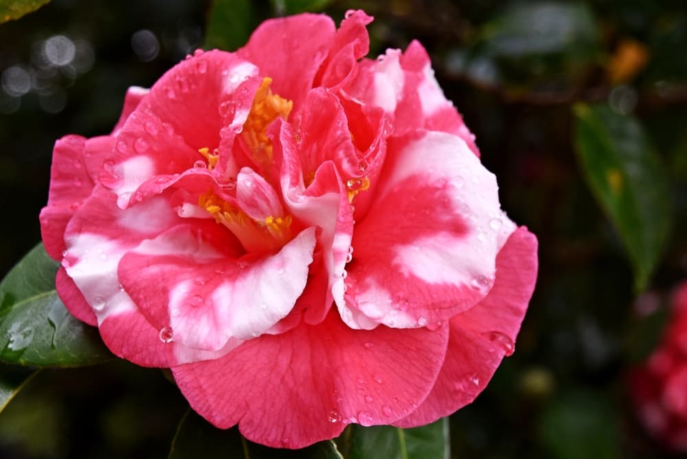 C. japonica ‘Eleanor Martin Supreme’ with pink and white petals and yellow stamen