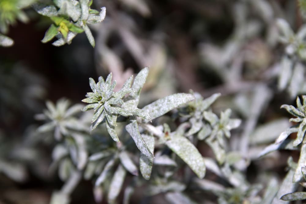 powdery mildew shown on plant foliage