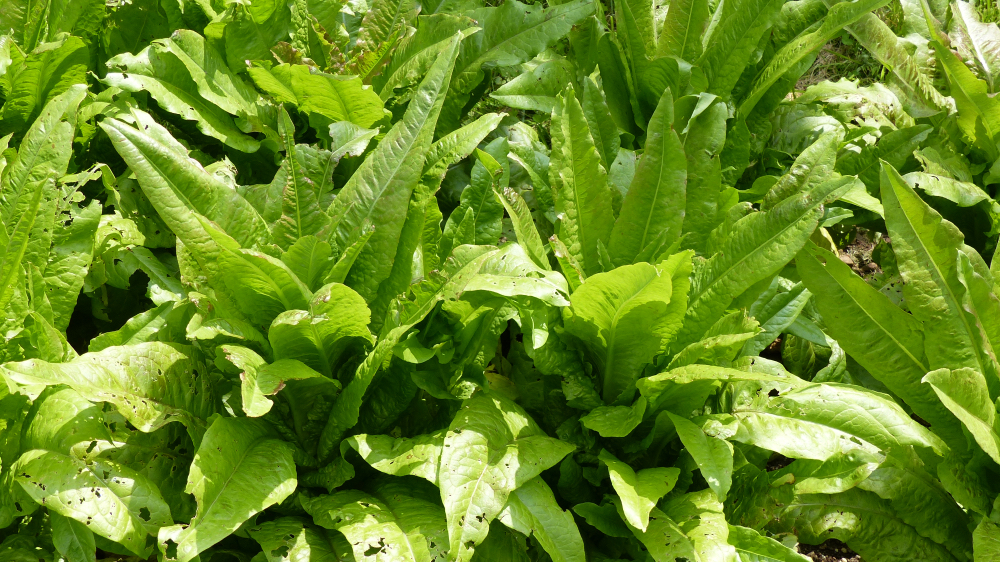 celtuce plants with long green leaves growing from the ground
