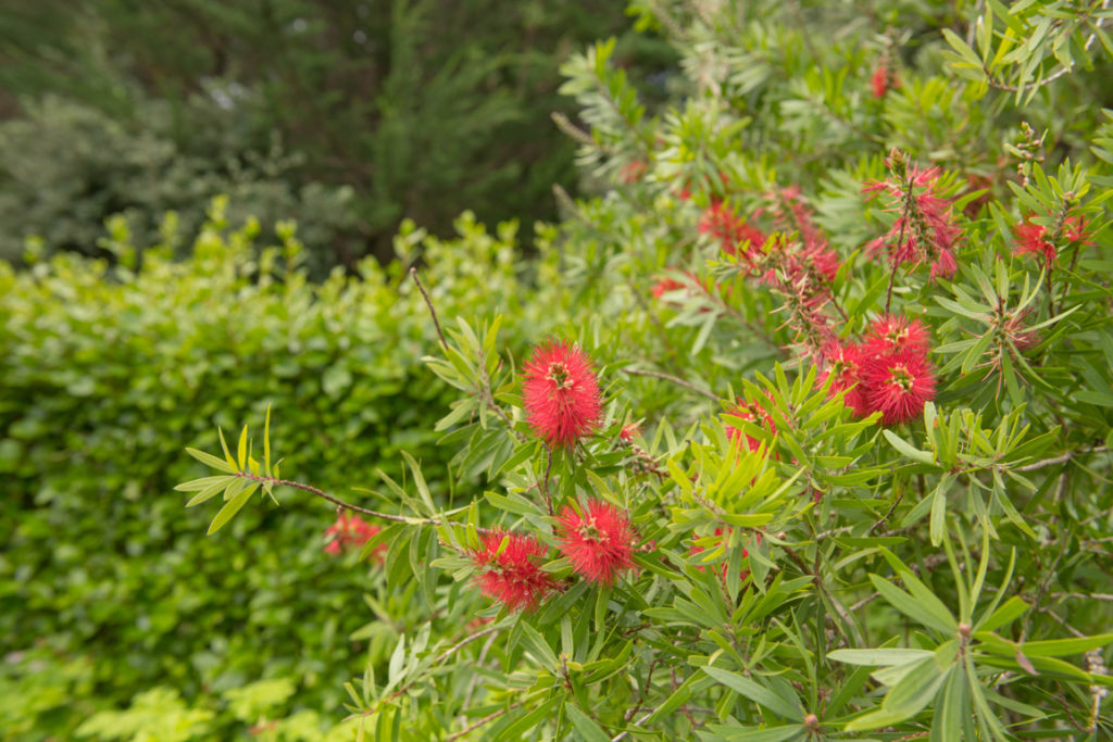 red flowering bottlebrush shrub growing in front of a garden hedge