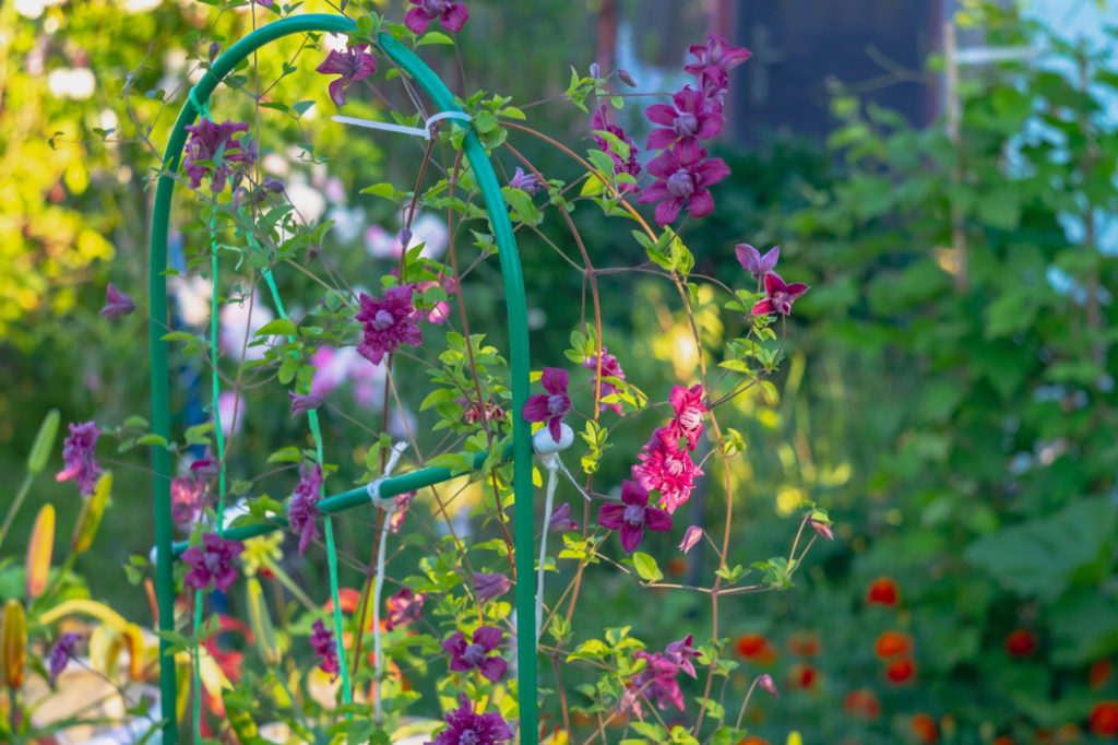 pink clematis growing on a metal frame arch outside in a garden