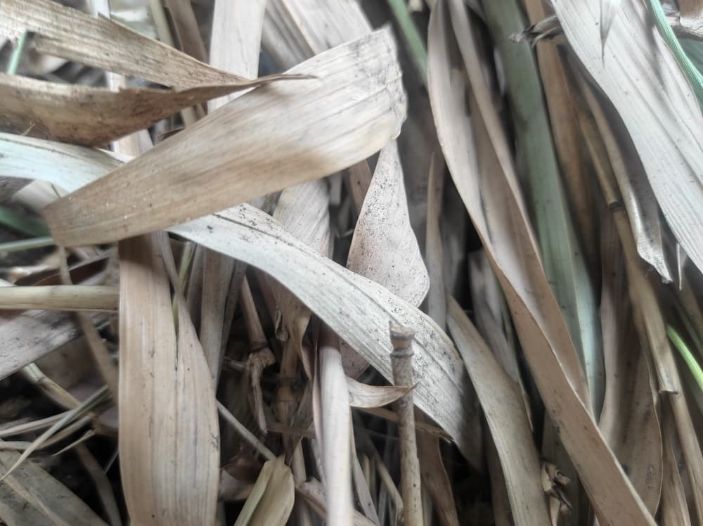 dried, brown bamboo leaves