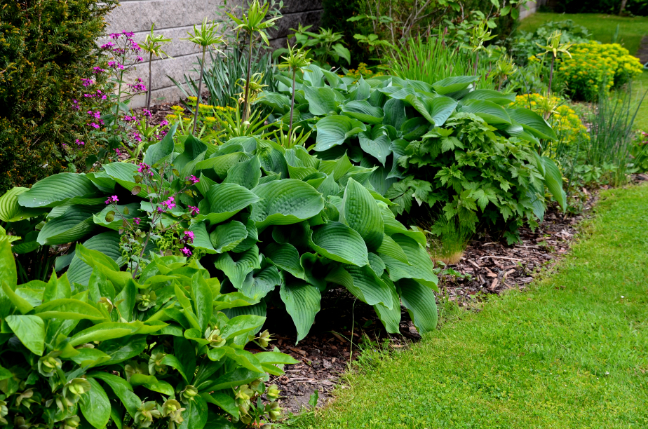 hostas growing in a garden border in front of a stony wall