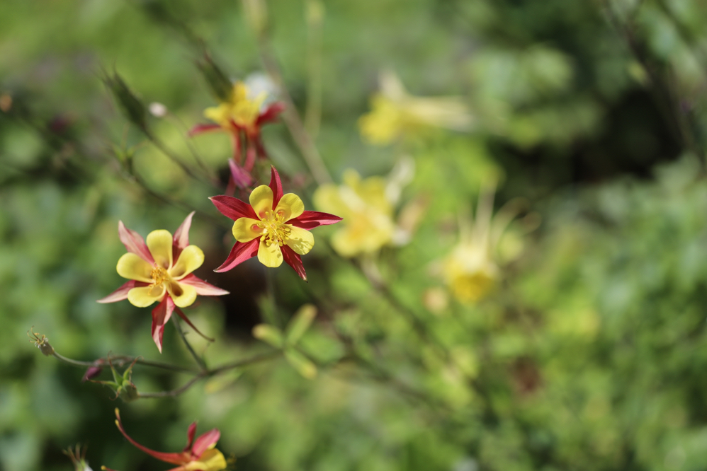 red and yellow flowers on an aquilegia plant growing outdoors in a green field